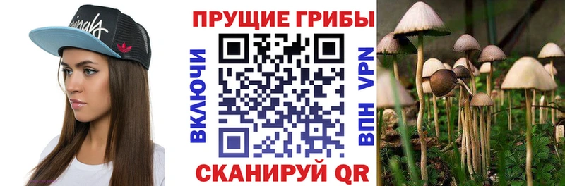 Псилоцибиновые грибы Psilocybine cubensis  Бобров 